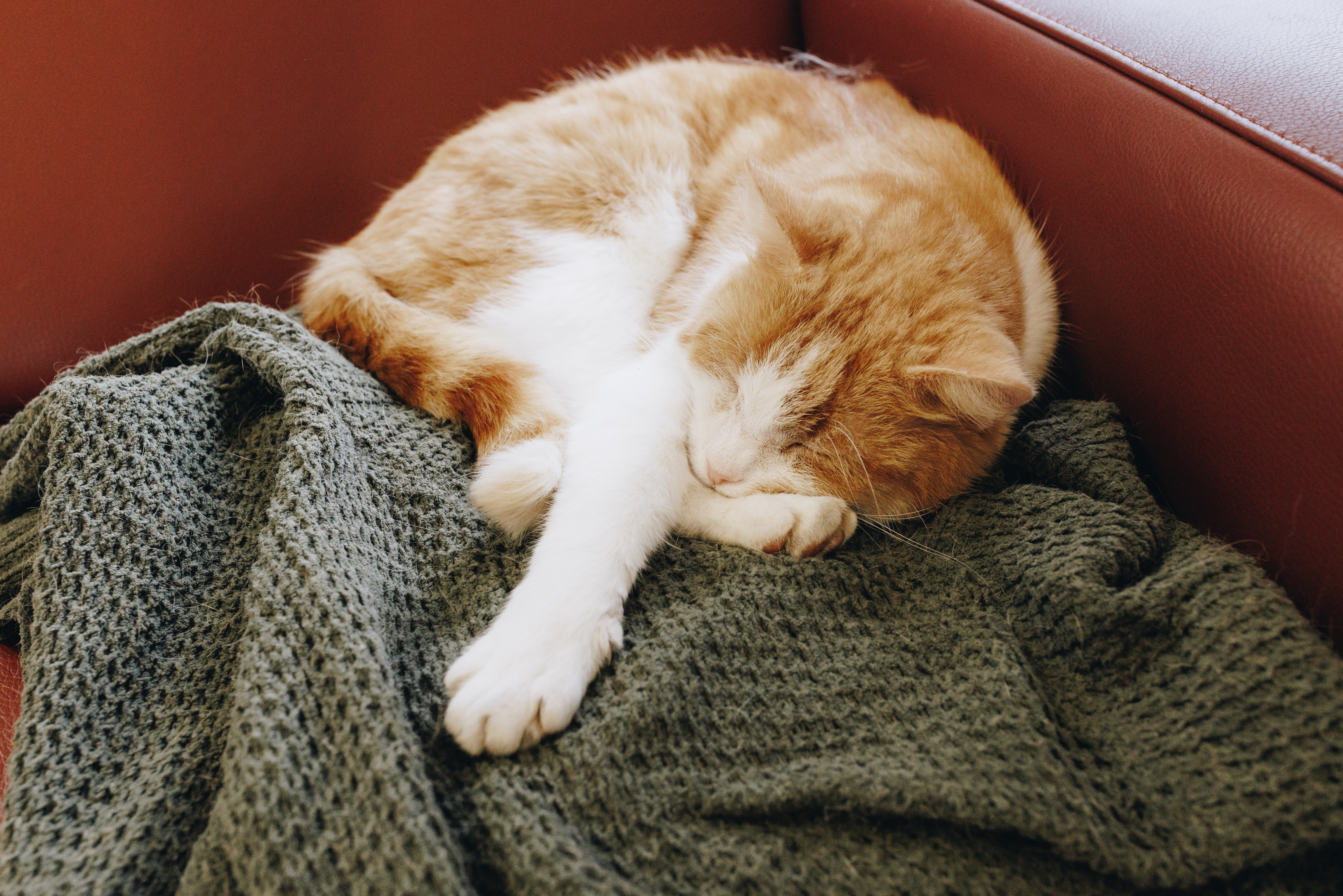 20 04 2023 Irishof Zorgpartners Huiskat Closeup Ingang