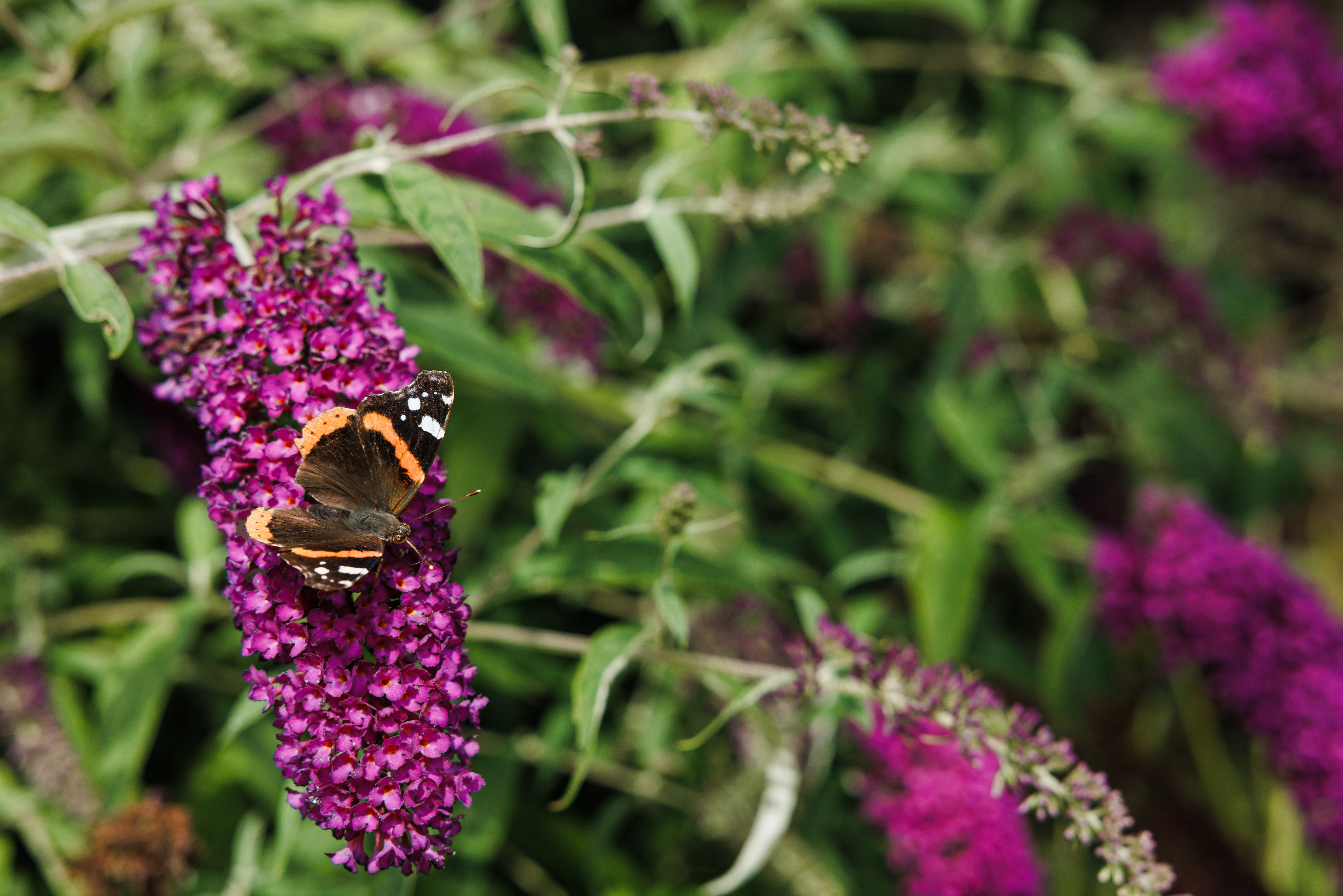 20 07 23 ZPMH Vijverhof, Gebouw En Tuin 20