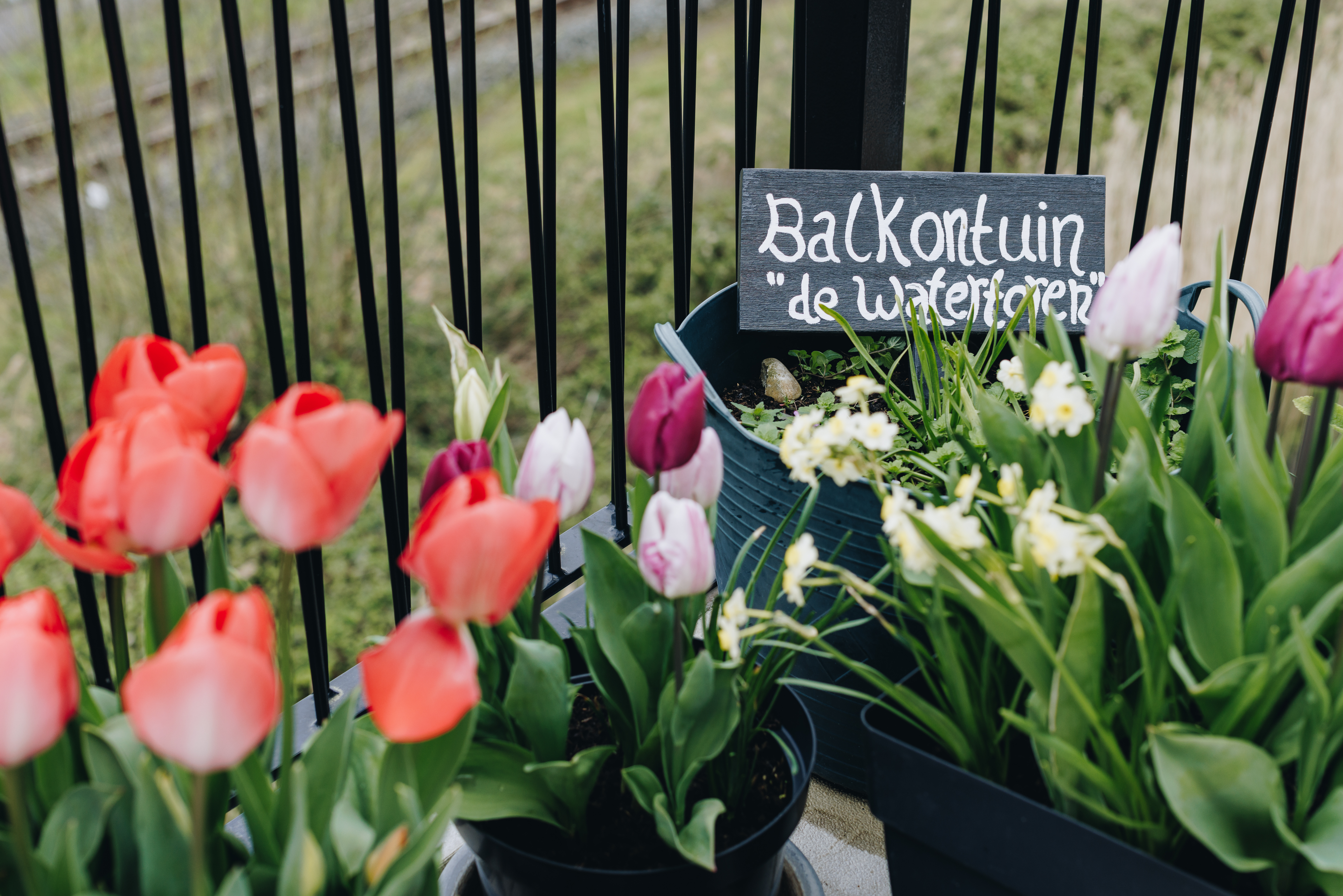 13 04 2023 Floravita Zorgpartners Balkon Closeup Bloemen